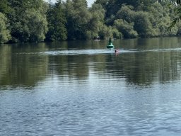Mainschwimmen Juni 2026